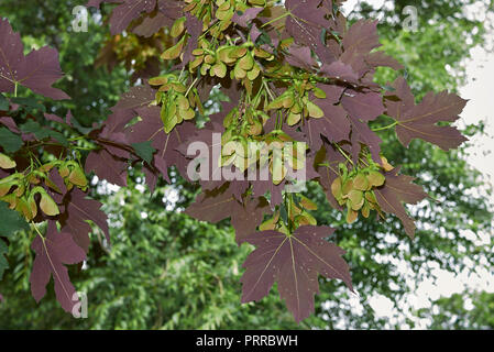 Acer pseudoplatanus atropurpureum Stockfoto