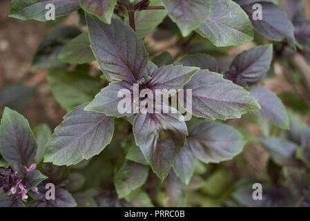 Ocimum basilicum purpurascens Nahaufnahme Stockfoto