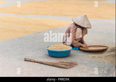 Lokale Frau, um die Körner von den Reis der Ernte trocknen auf dem Boden neigen. In der Nähe der Vung Straßenbahn Pier auf der Ngo Dong Fluss. Stockfoto
