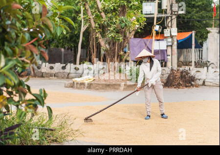 Van Lam Dorf, Vietnam - 17. Oktober 2016. Lokale Frau, um die Körner von den Reis der Ernte trocknen auf dem Boden neigen. In der Nähe der Vung Straßenbahn Pier auf Th Stockfoto