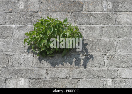 Rote Baldrian/Centranthus ruber Pflanze, die aus einer Betonwand. Metapher isoliert, Isolation, die Stärksten überleben, Pflanzen isoliert. Stockfoto