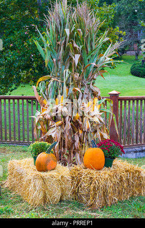 Erwin, TN, USA -9/29/18: Eine bunte Thanksgiving Display mit maisstengeln, Chrysanthemen, Kürbisse, und Heuballen. Stockfoto