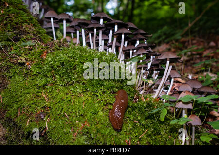 Braune Schnecke, eine Kolonie von Pilzen und Moos auf einem nassen Baumstumpf. Selektiver Fokus und Taschenlampe. Stockfoto