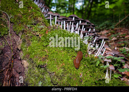 Braun slug, eine Gruppe von Pilzen und Moos auf einem nassen Baumstumpf. Selektiver Fokus und Taschenlampe. Stockfoto