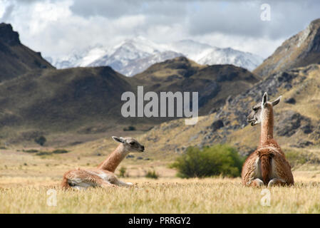 Guanacos (Lama Guanicoe), Damm- und junge Tier im Patagonia Park Careetera Austral, Chacabuco Tal, Aysen, Patagonien Stockfoto