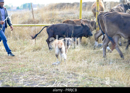 Cowboy Herding sein Vieh in ländlichen Armenien Stockfoto