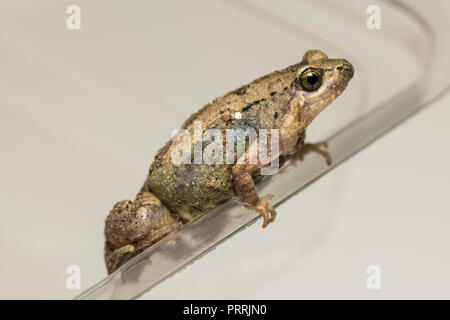 Jungen Asiatischen lackiert Frosch versuchen, am Rande der Kunststoffbehälter zu klettern Stockfoto