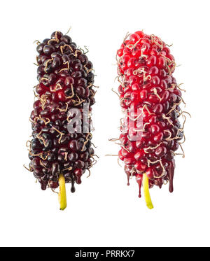 Die Mulberry Früchte, die wie die ice cream Stick auf weißem Hintergrund suchen Stockfoto
