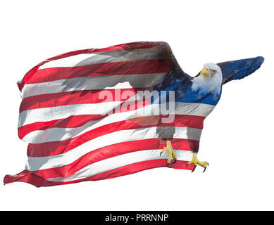 Double Exposure Effekt der nordamerikanischen Weißkopfseeadler auf der amerikanischen Flagge. Stockfoto