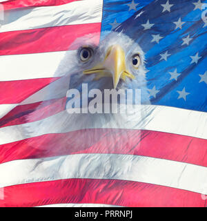 Double Exposure Effekt der nordamerikanischen Weißkopfseeadler auf der amerikanischen Flagge. Stockfoto