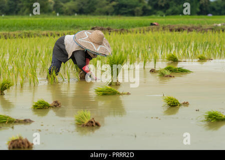 Die Landwirte sind der Verpflanzung der Reis in das Feld im nördlichen Teil von Thailand Stockfoto