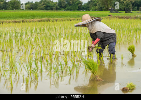 Die Landwirte sind der Verpflanzung der Reis in das Feld im nördlichen Teil von Thailand Stockfoto