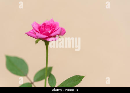 Das blühen rosa Rose auf Blassorange Hintergrund isoliert Stockfoto