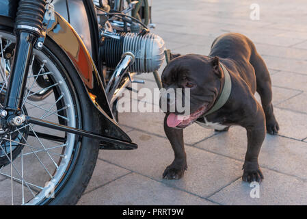 Eine Amerikanische bully Hund halten Motorrad seines Besitzers. Stockfoto