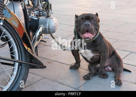 Eine Amerikanische bully Hund halten Motorrad seines Besitzers. Stockfoto