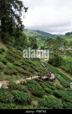Cameron Highlands, Malaysia - 30. Dezember 2016: Zu Fuß weg zu Sungai Palas BOH Tea House, einer der am meisten besuchten Tea House von Touristen in Kameras Stockfoto