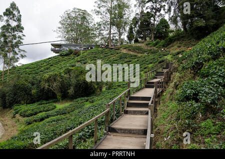 Cameron Highlands, Malaysia - 30. Dezember 2016: Zu Fuß weg zu Sungai Palas BOH Tea House, einer der am meisten besuchten Tea House von Touristen in Kameras Stockfoto