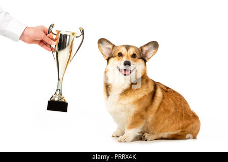 Teilansicht der Mann, der goldenen Trophäe Schale zu adorable Welsh Corgi Pembroke auf weißem Hintergrund Stockfoto