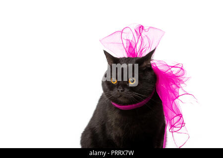 Schwarze Britisch Kurzhaar Katze in Pink festliche Bug auf weißem Hintergrund Stockfoto
