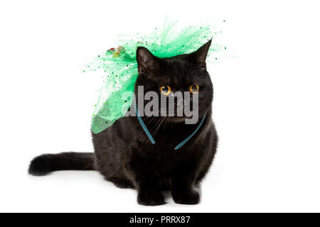 Schwarze Britisch Kurzhaar Katze in Grün festliche Bug auf weißem Hintergrund Stockfoto