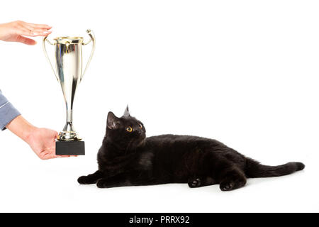 Zugeschnittenes Bild von Mann, der goldenen Trophäe Tasse Schwarz Britisch Kurzhaar Katze entfernt auf weißem Hintergrund isoliert Stockfoto