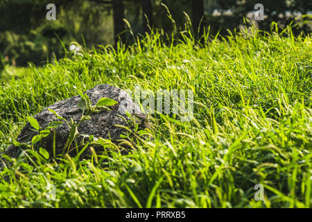 Nahaufnahme von Rock im grünen Gras liegen unter Sonnenlicht Stockfoto