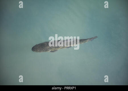 Tiger Fisch (Hoplias malabaricus) an der Küste von Parana Fluss, Argentinien Stockfoto