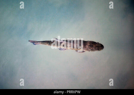 Tiger Fisch (Hoplias malabaricus) an der Küste von Parana Fluss, Argentinien Stockfoto