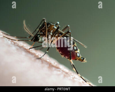 Makro von Aedes aegypti (moskito da Dengue) saugen Blut auf die menschliche Haut. Vektor von Dengue-Fieber, Gelbfieber, zika Virus und Chikungunya. Stockfoto