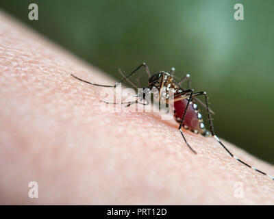 Aedes aegypti (moskito da Dengue) saugen Blut auf die menschliche Haut. Vektor von Dengue-Fieber, Gelbfieber, zika Virus und Chikungunya. Stockfoto