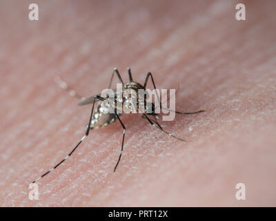 Aedes aegypti (moskito da Dengue) saugen Blut auf die menschliche Haut. Vektor von Dengue-Fieber, Gelbfieber, zika Virus und Chikungunya. Stockfoto