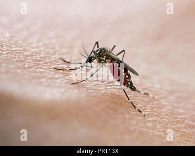 Aedes aegypti (moskito da Dengue) saugen Blut auf die menschliche Haut. Vektor von Dengue-Fieber, Gelbfieber, zika Virus und Chikungunya. Stockfoto