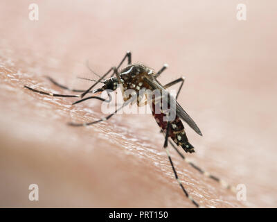 Aedes aegypti (moskito da Dengue) saugen Blut auf die menschliche Haut. Vektor von Dengue-Fieber, Gelbfieber, zika Virus und Chikungunya. Stockfoto