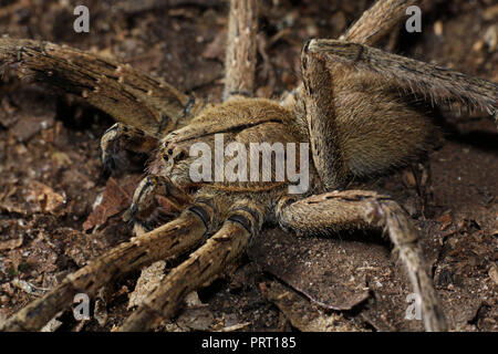 Männliche Phoneutria (brasilianische wandering Spider/armadeira), giftige Spinne auf dem Waldboden, von der südöstlichen Brasilien. Stockfoto