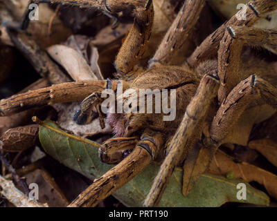 Männliche Phoneutria (brasilianische wandering Spider/armadeira), giftige Spinne auf dem Waldboden, von der südöstlichen Brasilien. Stockfoto