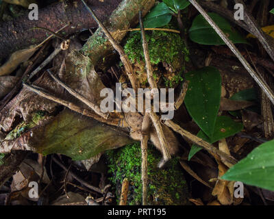 Männliche Phoneutria (brasilianische wandering Spider/aranha armadeira) Makro von oben auf dem Waldboden, von der südöstlichen Brasilien. Stockfoto