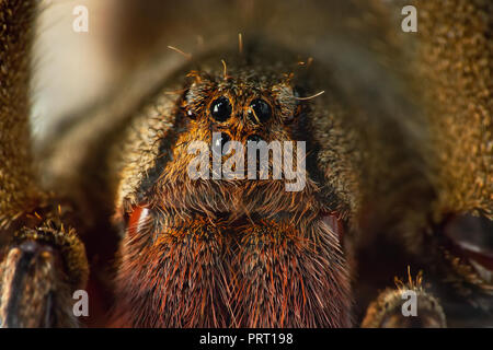 Brasilianische wandering Spinne (Phoneutria, aranha armadeira) Gesicht Makro zeigt die Spinne Augen, ausführliches Portrait. Giftige Spinne aus Brasilien. Stockfoto