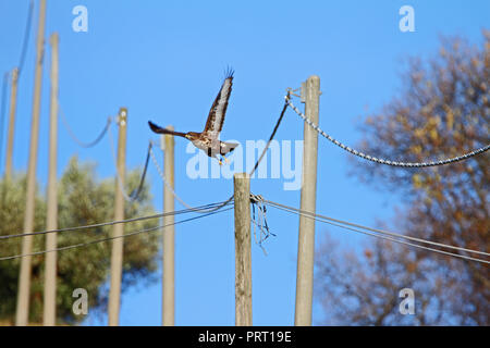 Mäusebussard Buteo buteo Lateinamerika ein poiana raptor Nahaufnahme in Flug von einem telegraphenmast in einem Feld der Industriellen Pole in Italien Stockfoto