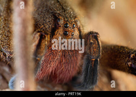 Brasilianische wandering Spinne (Phoneutria, aranha armadeira) Gesicht Makro zeigt die Spinne Augen, ausführliches Portrait. Giftige Spinne aus Brasilien. Stockfoto