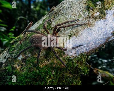 Feurige brasilianische wandering Spinne (Phoneutria, aranha armadeira) zu Fuß auf einem Baumstamm mit einem Wald Hintergrund. Von der südöstlichen Brasilien. Stockfoto