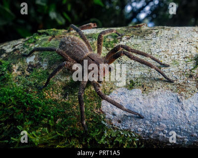 Feurige brasilianische wandering Spinne (Phoneutria, aranha armadeira) zu Fuß auf einem Baumstamm mit einem Wald Hintergrund. Von der südöstlichen Brasilien. Stockfoto