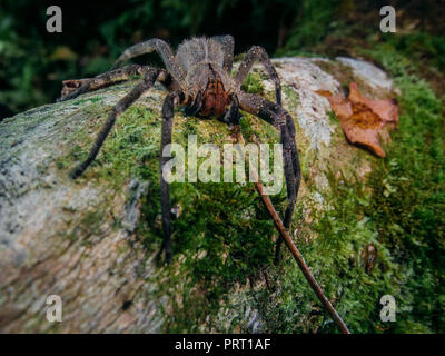 Feurige brasilianische wandering Spinne (Phoneutria, aranha armadeira) zu Fuß auf einem Baumstamm mit einem Wald Hintergrund. Von der südöstlichen Brasilien. Stockfoto