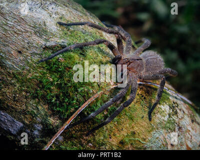 Feurige brasilianische wandering Spinne (Phoneutria, aranha armadeira) zu Fuß auf einem Baumstamm mit einem Wald Hintergrund. Von der südöstlichen Brasilien. Stockfoto