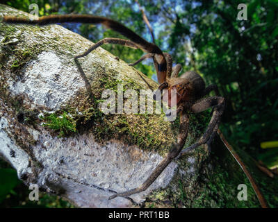 Wde makro Der feurige Brasilianische wandering Spinne (Phoneutria, aranha armadeira) zu Fuß auf einem Baumstamm mit einem Wald Hintergrund. Von SE Brasilien. Stockfoto