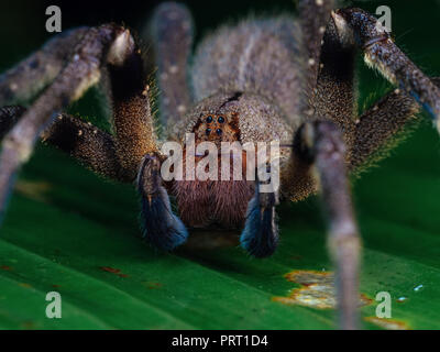 Phoneutria nigriventer (brasilianische wandering Spinne, armadeira) frontale Ansicht Makro, giftige Spinne verantwortlich für einige Todesfälle in Südamerika. Stockfoto