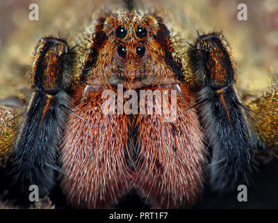 Brasilianische wandering Spinne (Phoneutria, aranha armadeira) Gesicht Makro zeigt die Spinne Augen, ausführliches Portrait. Giftige Spinne aus Brasilien. Stockfoto