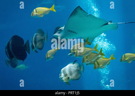 Spotted Eagle Ray mit gelben porkfish und longfin batfish am Georgia Aquarium in der Innenstadt von Atlanta, Georgia. (USA) Stockfoto