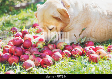 Labrador Retriever Hunde, die auf dem Gras in der Obstgarten und schnüffeln Äpfel Stockfoto