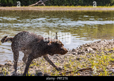 Chocolate Labrador spielen in den Fluss Stockfoto