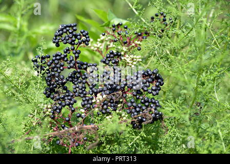 Close-up Blume an Lasht-e Nescha, Rasht, Gilan, Iran Stockfoto